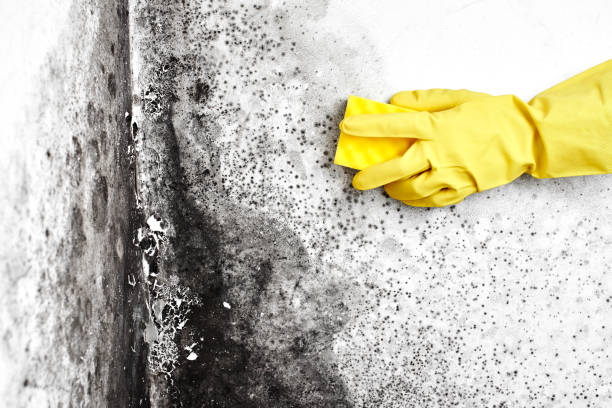 Best Commercial Mold Removal  in North Kansas City, MO