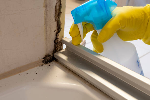 Best Mold Remediation  in North Kansas City, MO