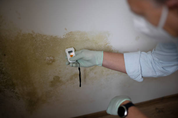 Best Professional Mold Removal  in North Kansas City, MO