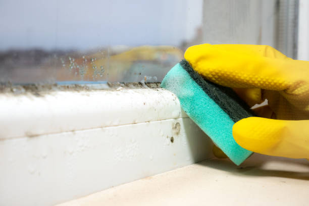 Best Mold Removal Company Near Me  in North Kansas City, MO