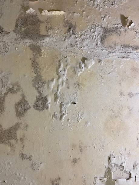 Crawl Space Mold Removal in North Kansas City, MO