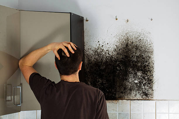Best Fast Mold Removal  in North Kansas City, MO